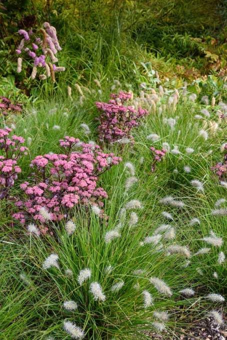 Pennisetum alopecuroides 'Piglet' / Zwerg Lampenputzergras
