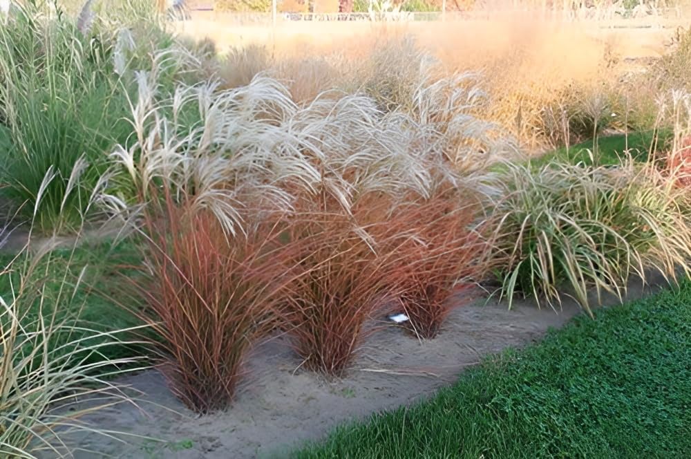 Miscanthus sinensis 'Graziella' / Chinaschilf