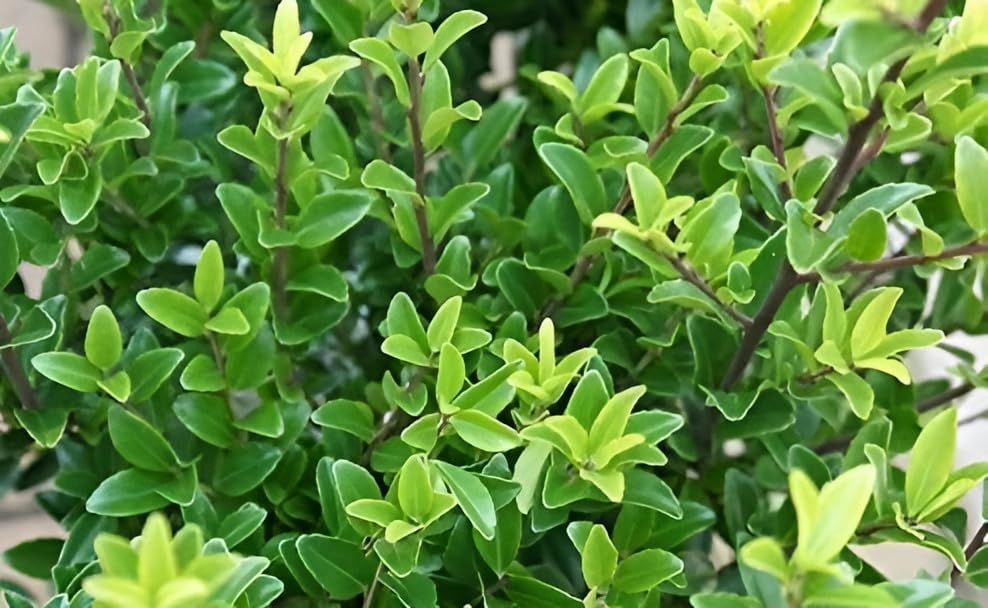 Ilex maximowicziana var. 'Kanehirae' / Japanischer Ilex