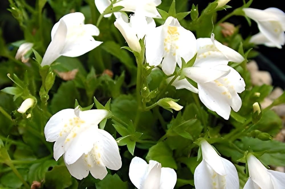 Mazus reptans 'Albus' / Weißes Lippenmäulchen