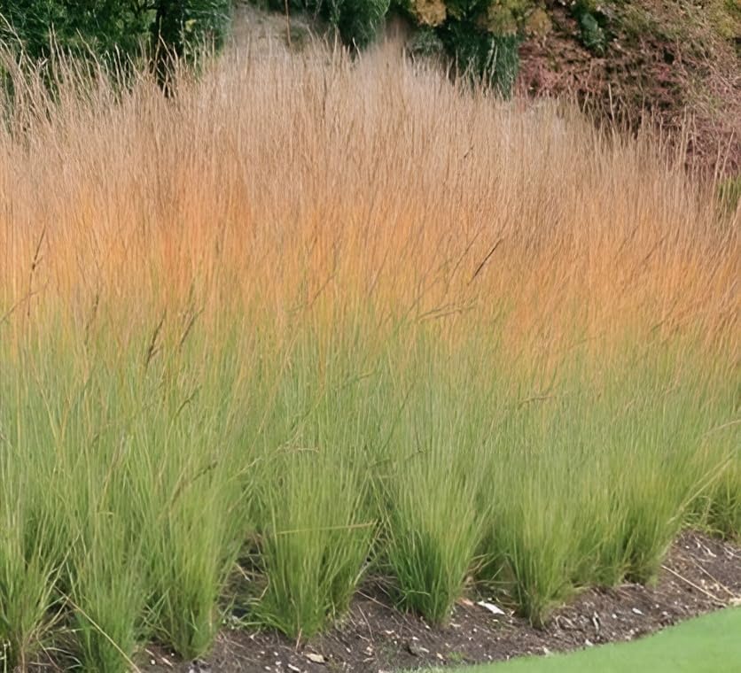 Molinia caerulea 'Heidebraut' / Kleines Pfeifengras