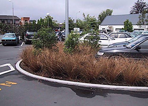 Carex buchananii 'Firefox' / Neuseeland Segge