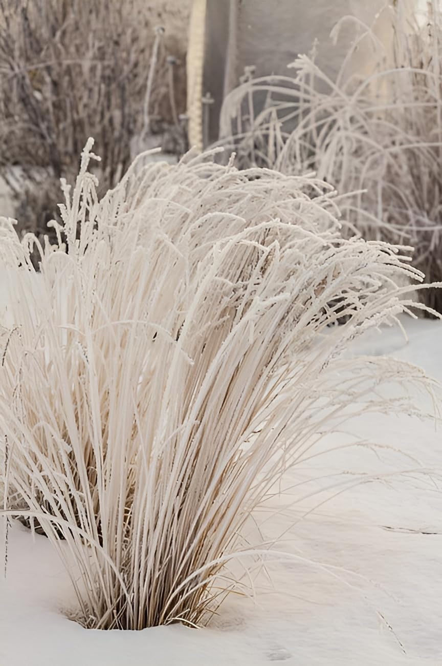 Molinia caerulea 'Heidezwerg' / Kleines Pfeifengras - XXL Topf
