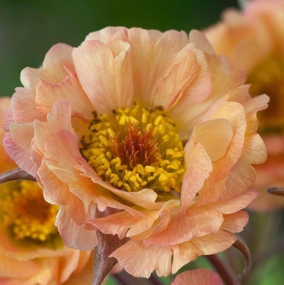 Geum chiloense 'Mai Tai‘ / apricotfarbene Chilenische Nelkenwurz