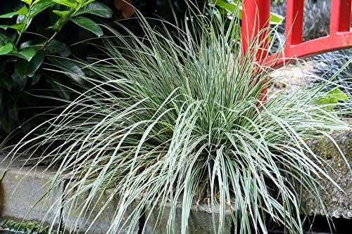 Carex oshimensis 'Everest' / Japan Segge