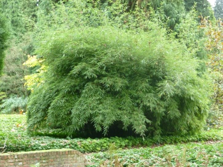 Fargesia denudata 'Lancaster 1' / Pandabambus XXL