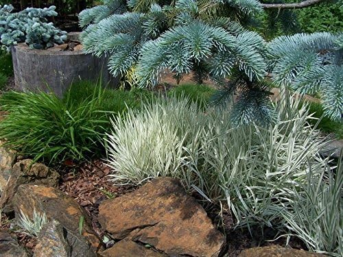 Holcus mollis 'Variegatus' / Weiches Honiggras