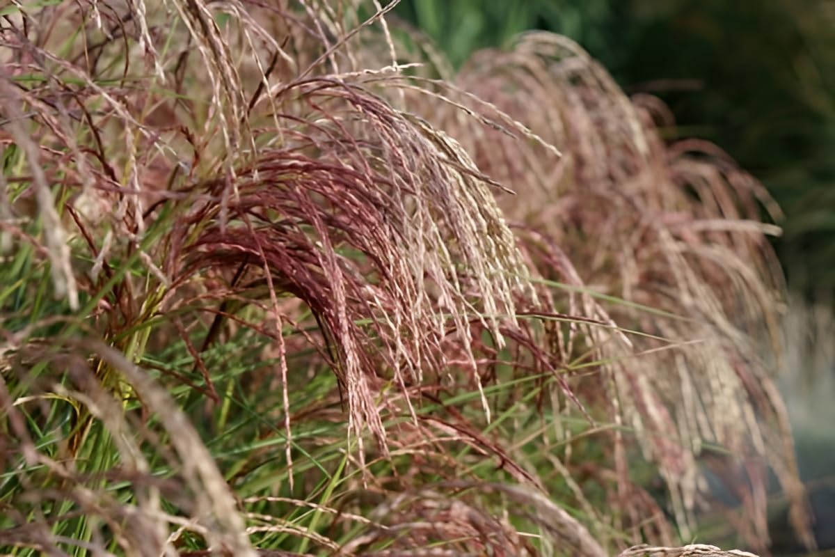 Miscanthus sinensis 'Red Cloud®' / Rotes Chinaschilf