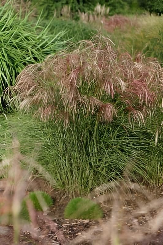 Miscanthus sinensis 'Red Cloud®' / Rotes Chinaschilf