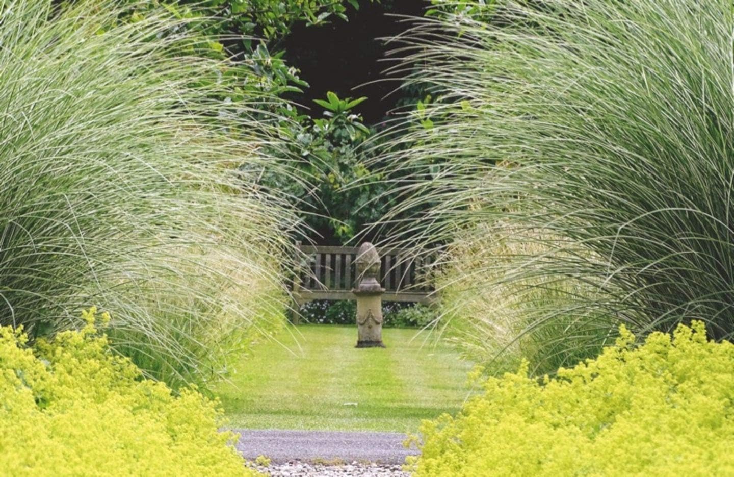 Miscanthus sinensis 'Morning Light' / Buntes Chinaschilf