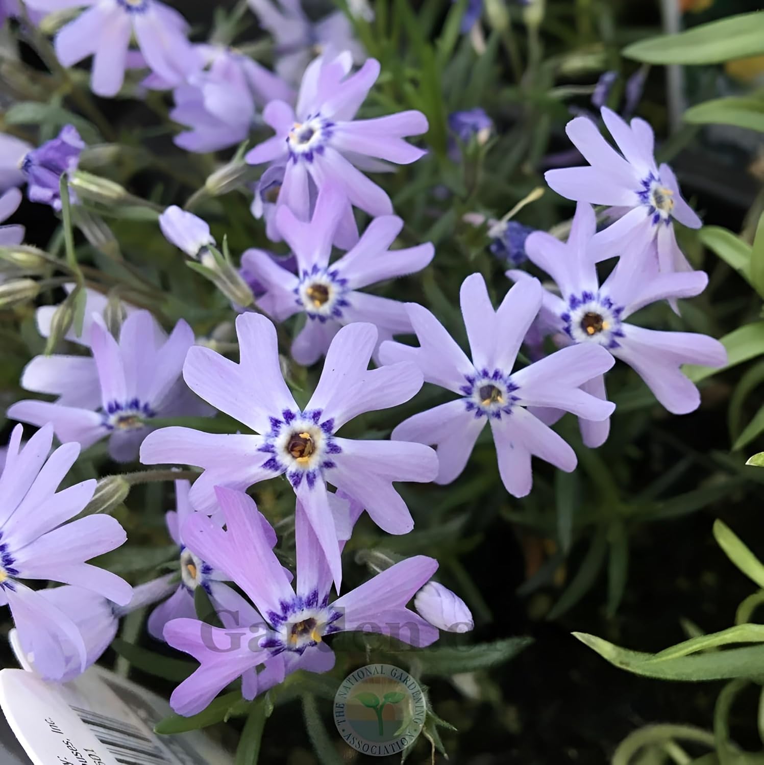 Phlox subulata 'Fabulous Blue Violet' / Blauer Polster-Phlox