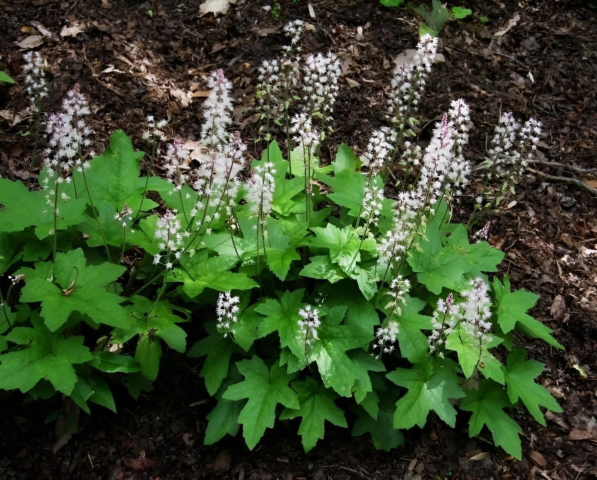 Tiarella wherryi / Schaumblüte