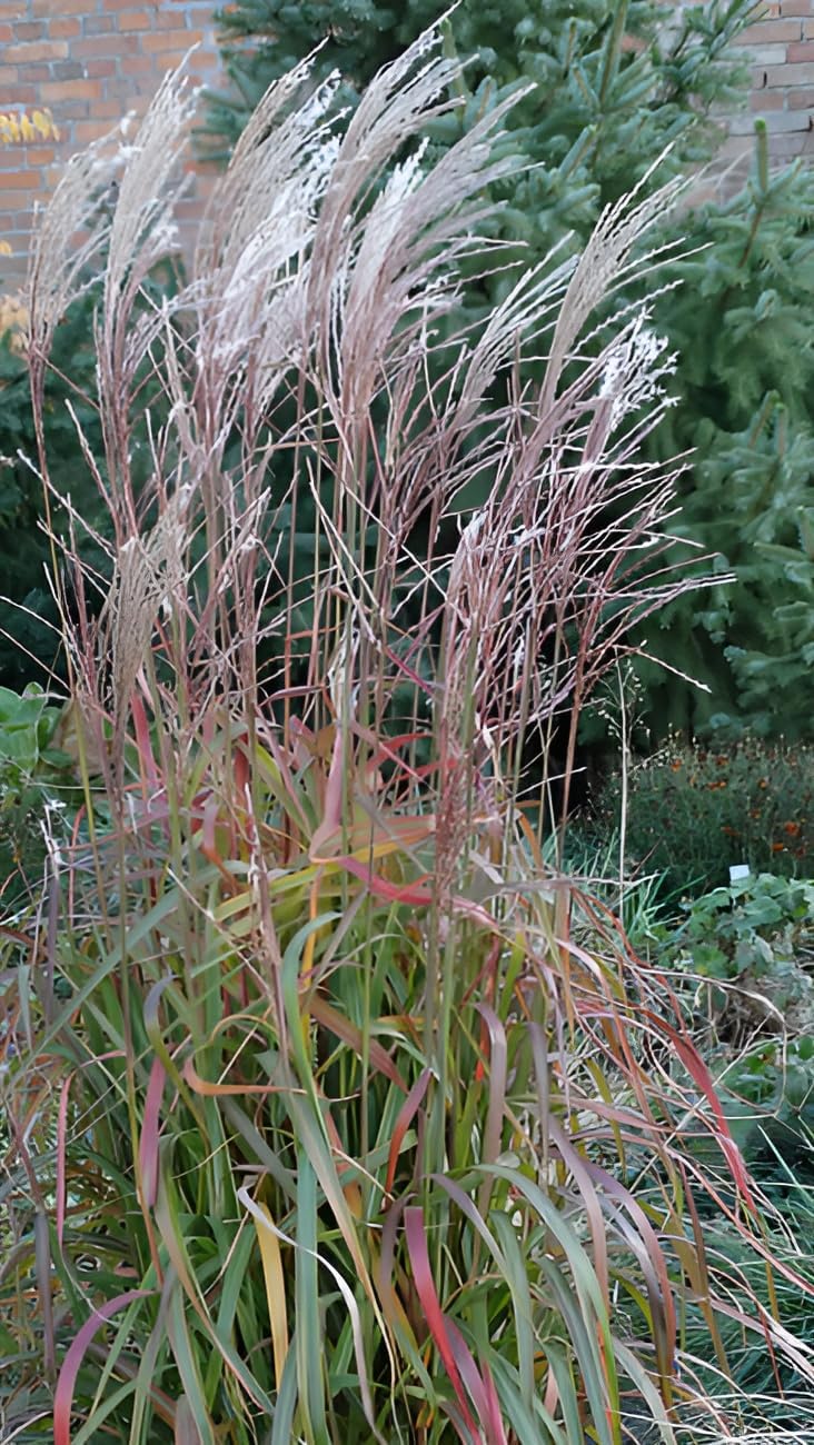 Miscanthus sinensis 'Navajo' / Chinaschilf
