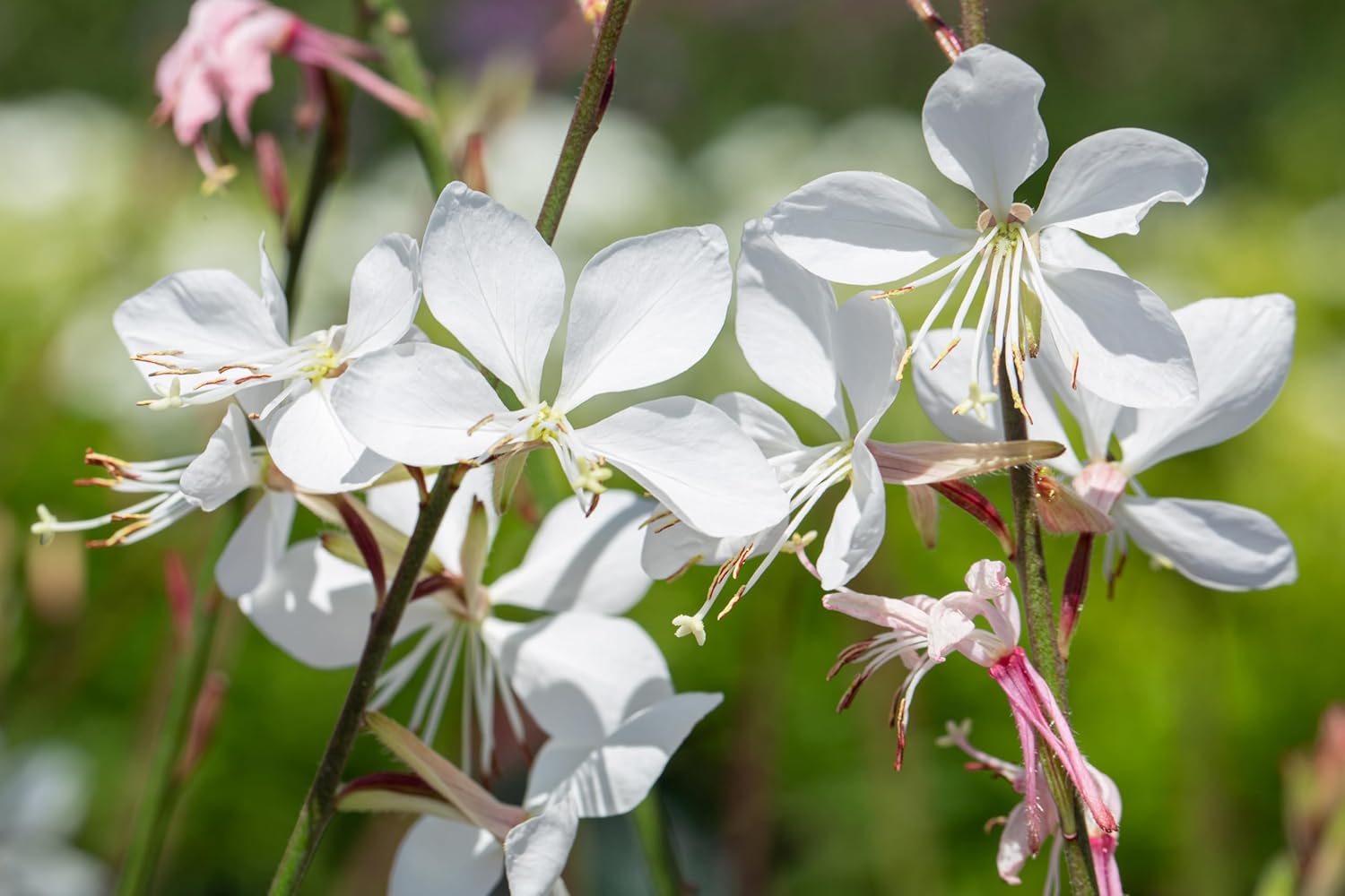 Gaura lindheimeri 'Whirling Butterflies‘ / Weiße Prachtkerze