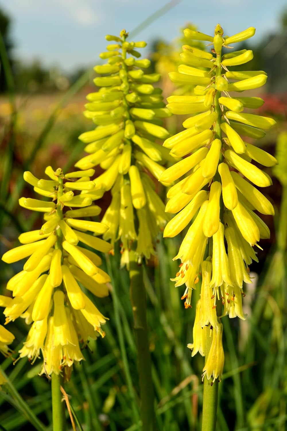 Kniphofia 'Lemon Popsicle’ / Gelbe Fackellilie - Tritome