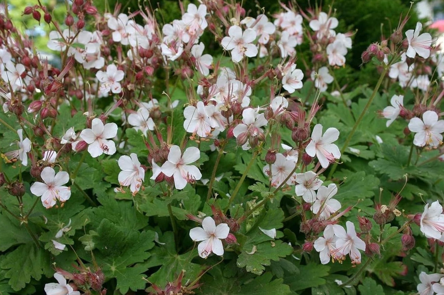 Geranium macrorrhizum 'Spessart' / Balkan Storchenschnabel