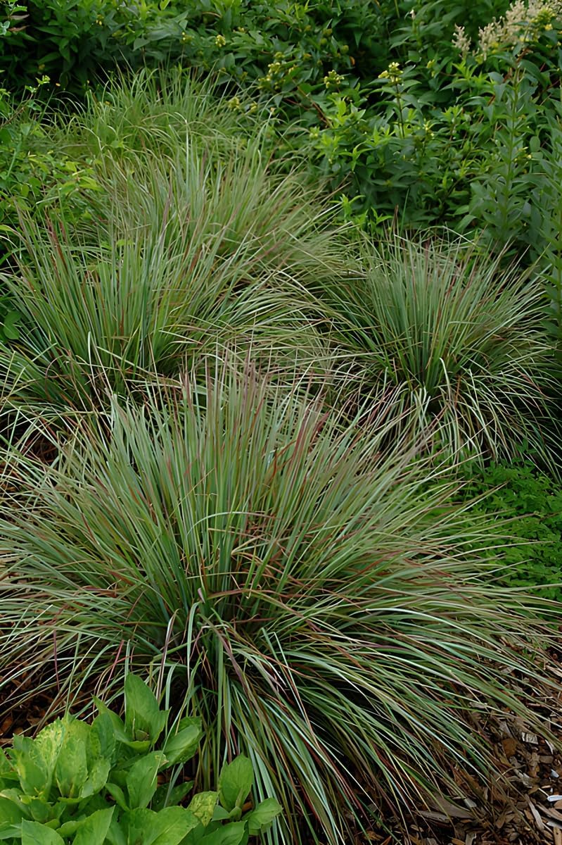 Schizachyrium scoparium 'Standing Ovation’ / Kleines Präriegras