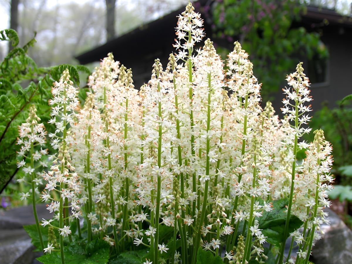 Tiarella cordifolia / Schaumblüte