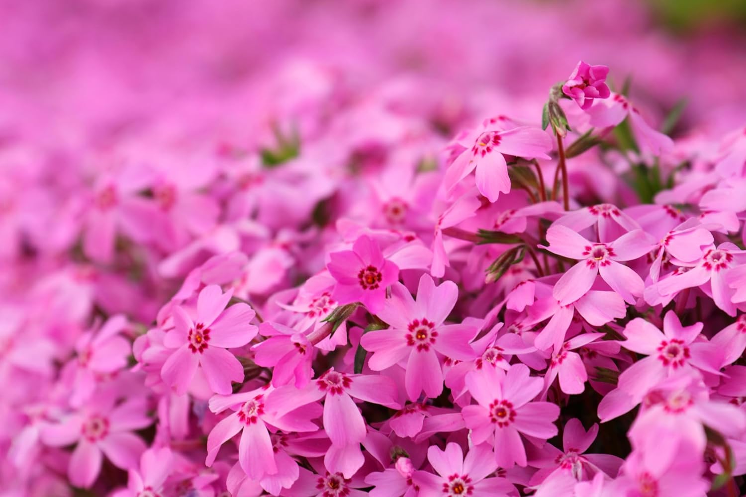 Phlox subulata 'Fabulous Rose' / Rosa Polster-Phlox