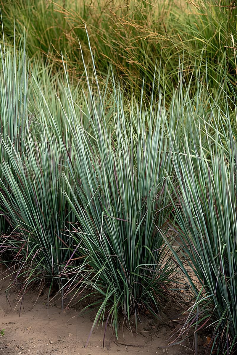 Schizachyrium scoparium 'Standing Ovation’ / Kleines Präriegras
