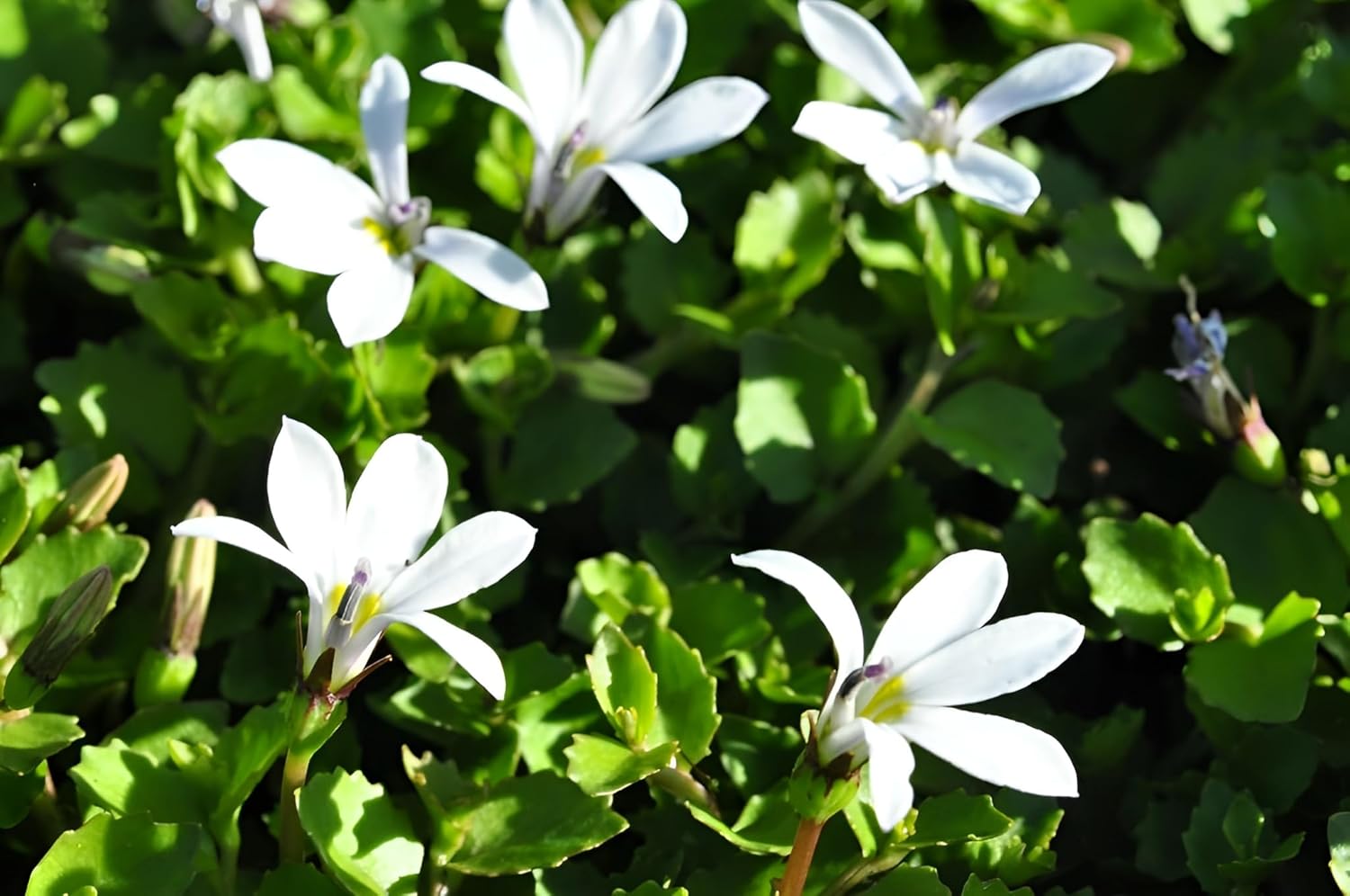 Isotoma fluviatilis 'Treadwellii' / Weißer Bubikopf