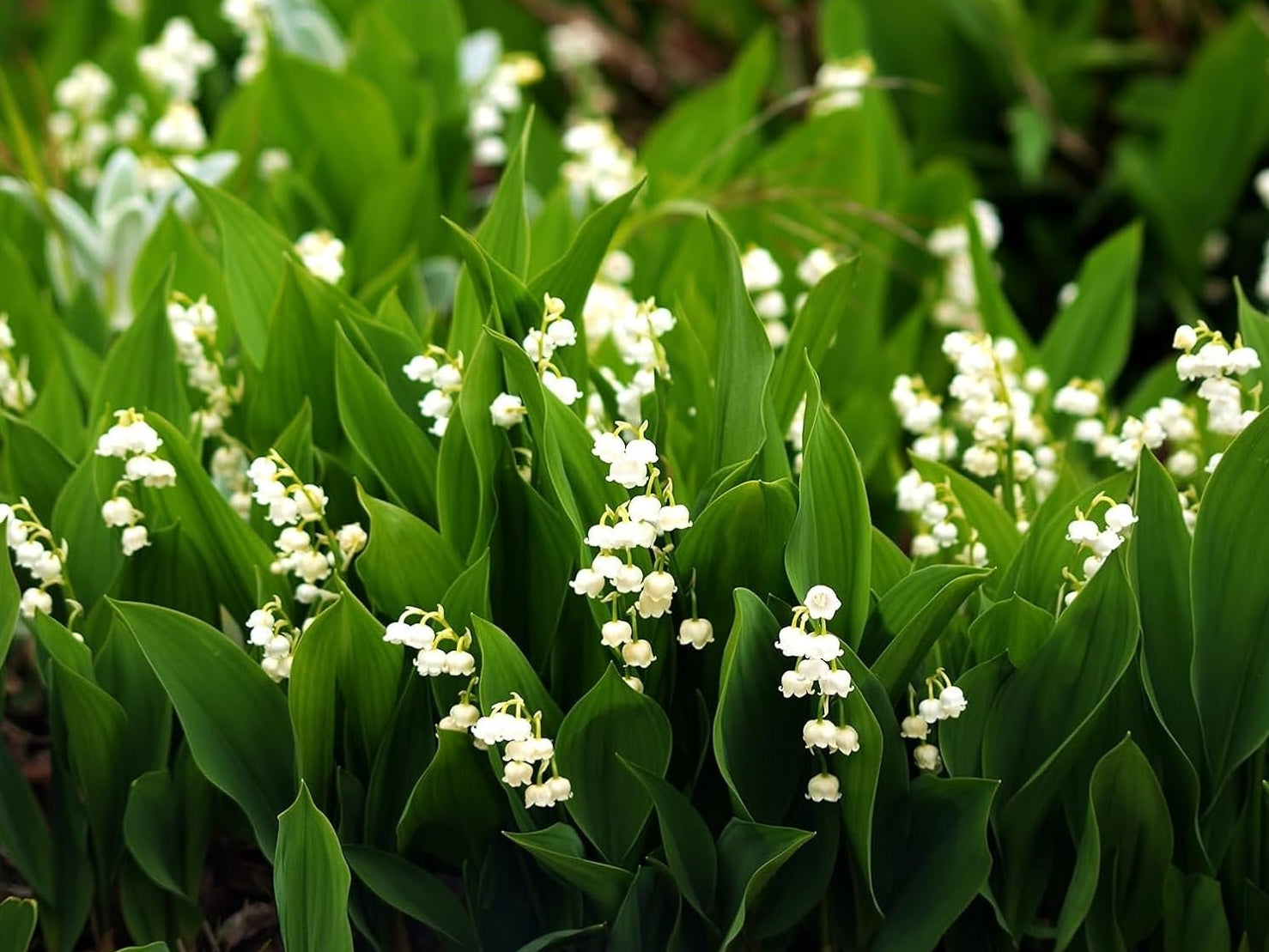 Convallaria majalis / Maiglöckchen