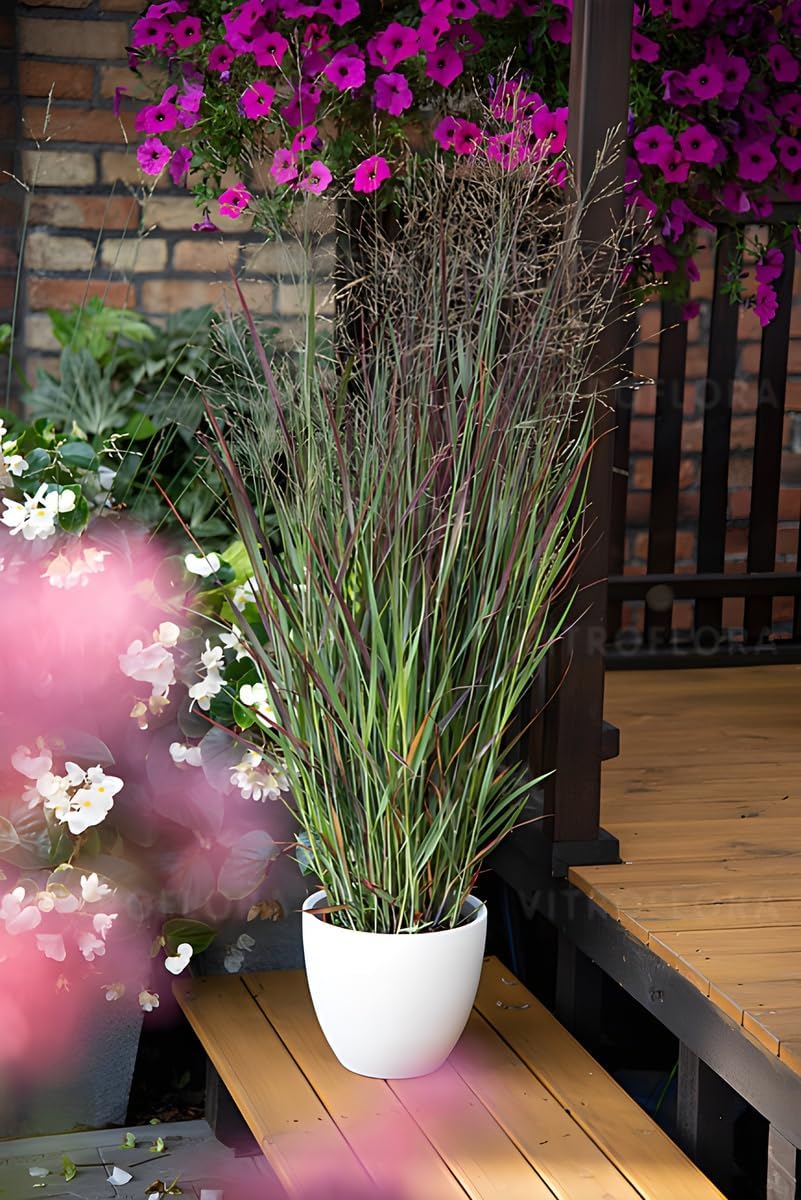 Panicum virgatum 'Nosferatu' / Rutenhirse