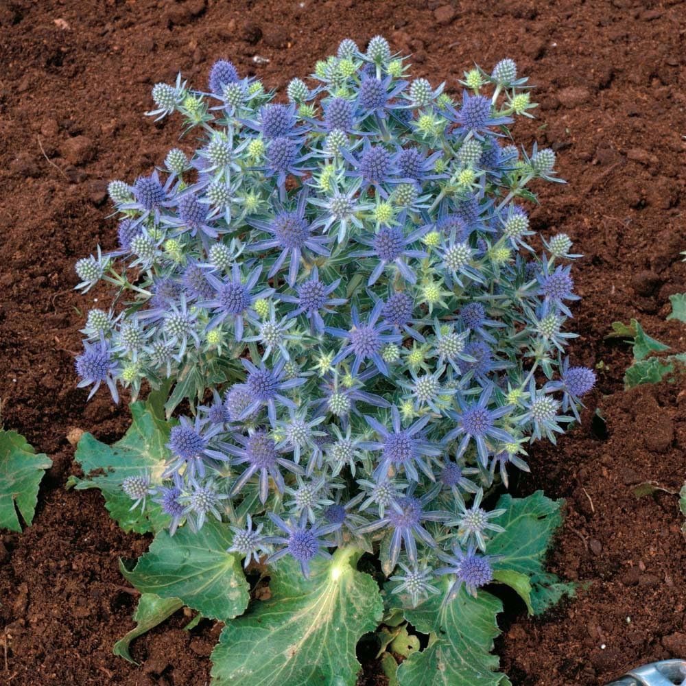 Eryngium planum 'Blue Hobbit' / Edelblaudistel