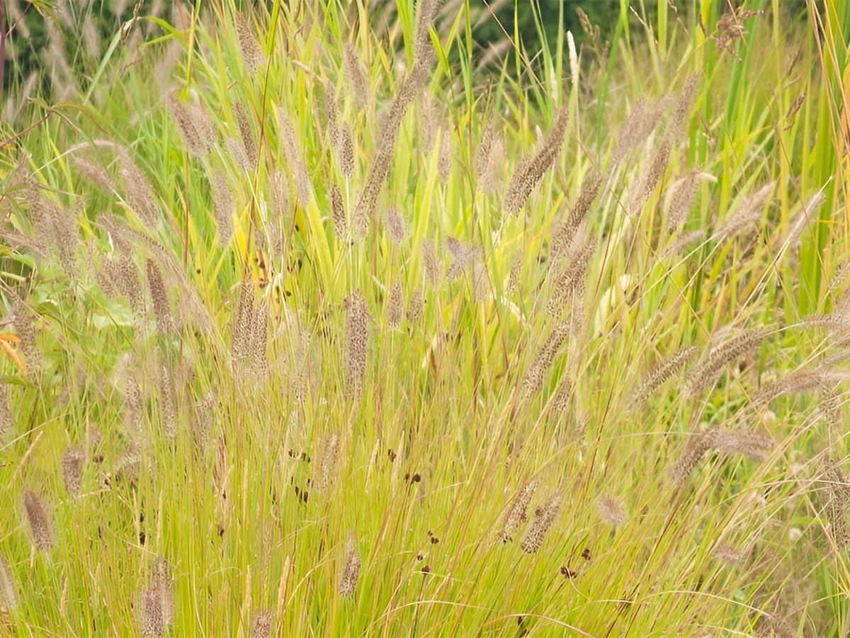 Pennisetum alopecuroides 'Hameln Gold ®' / Gelbes Lampenputzergras