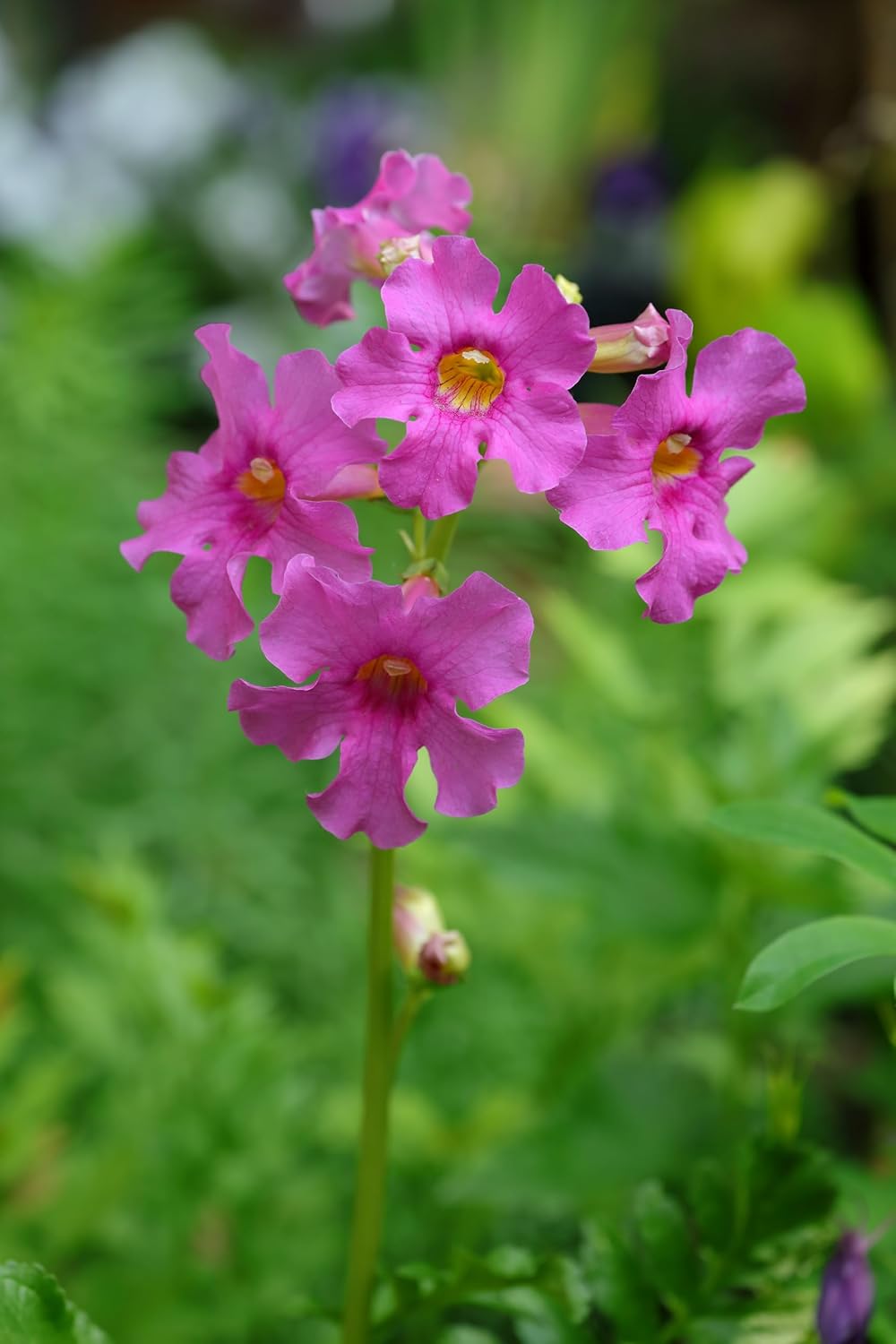 Incarvillea delavayi / Freilandgloxinie