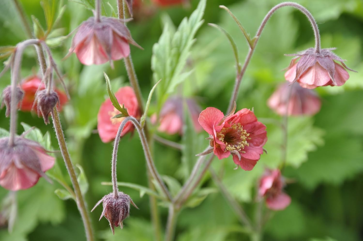 Geum rivale / Bach Nelkenwurz