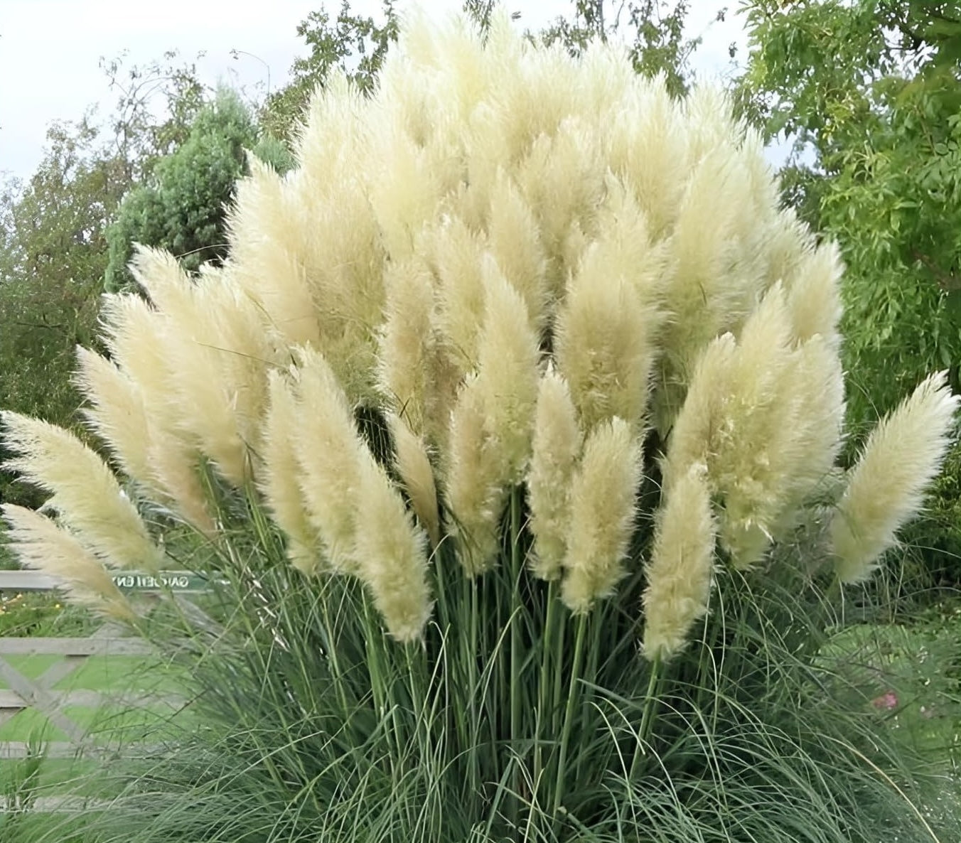 Cortaderia selloana 'White‘ – Weißes Pampasgras