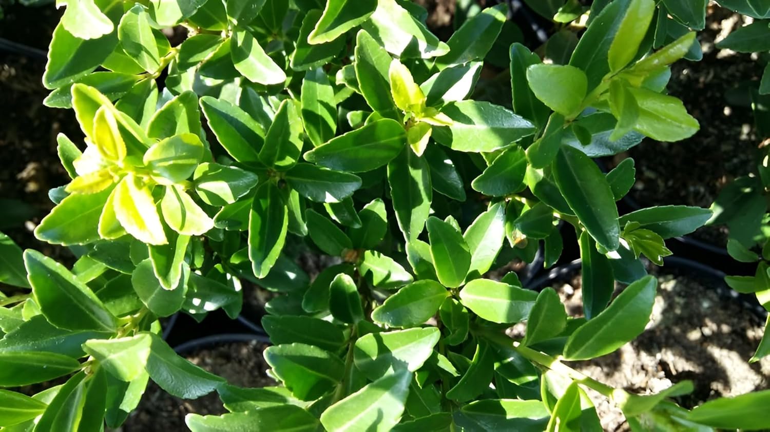 Ilex maximowicziana var. 'Kanehirae' / Japanischer Ilex