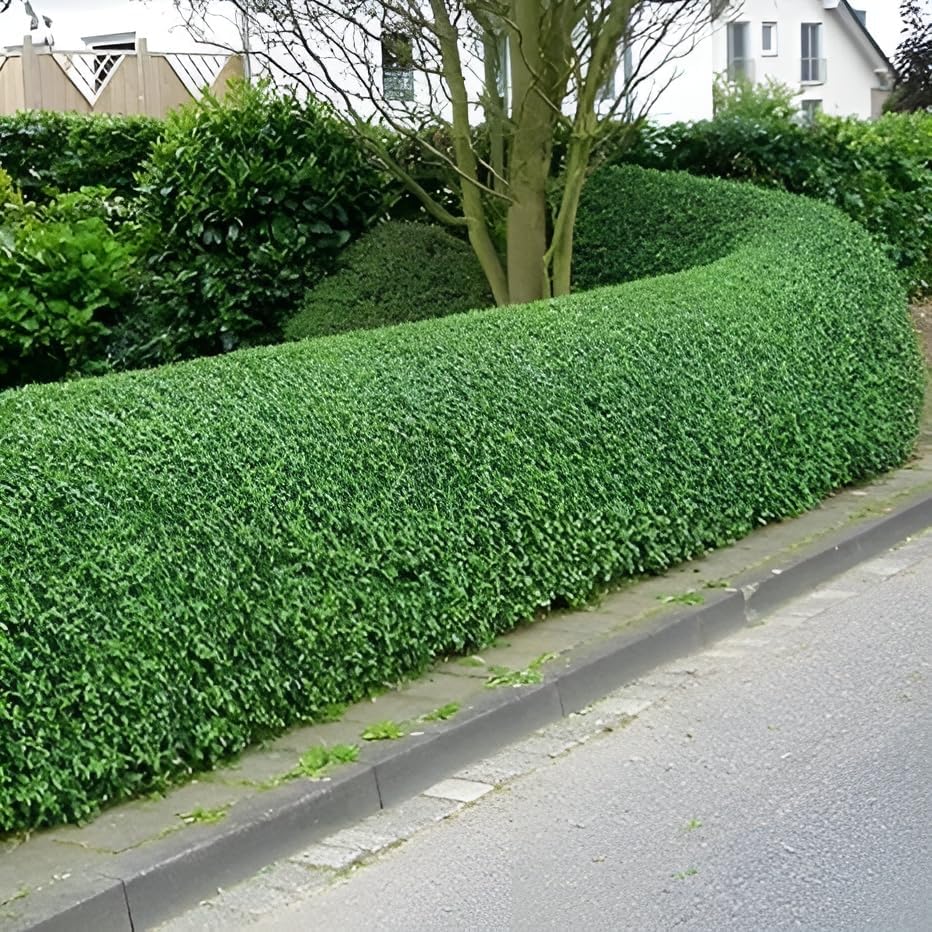 Ligustrum ovalifolium 'Green Diamond' / Ovalblättriger Liguster