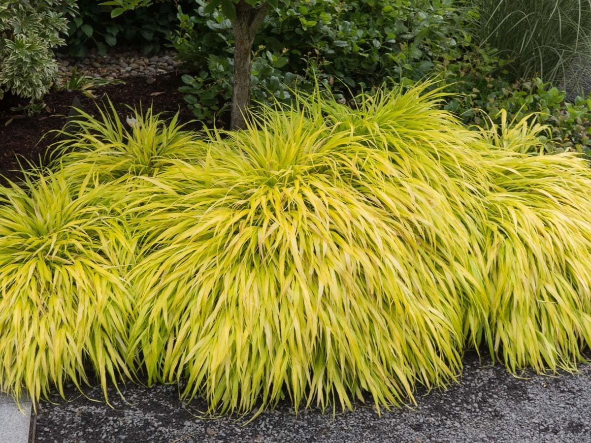Hakonechloa macra 'All Gold' / Japanisches Gold Berggras