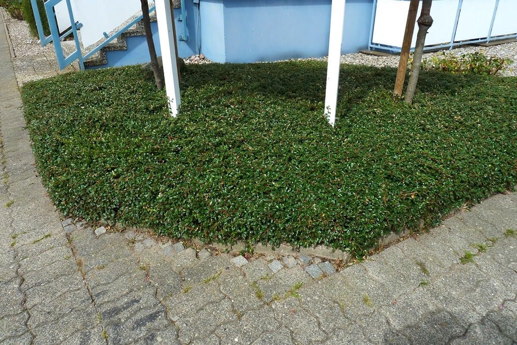 Cotoneaster dammeri 'Radicans' / Teppichmispel