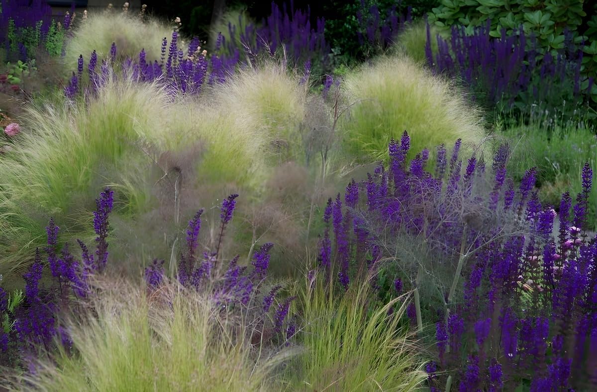 Salvia sylvestris 'Mainacht' / Blauer Pracht-Salbei