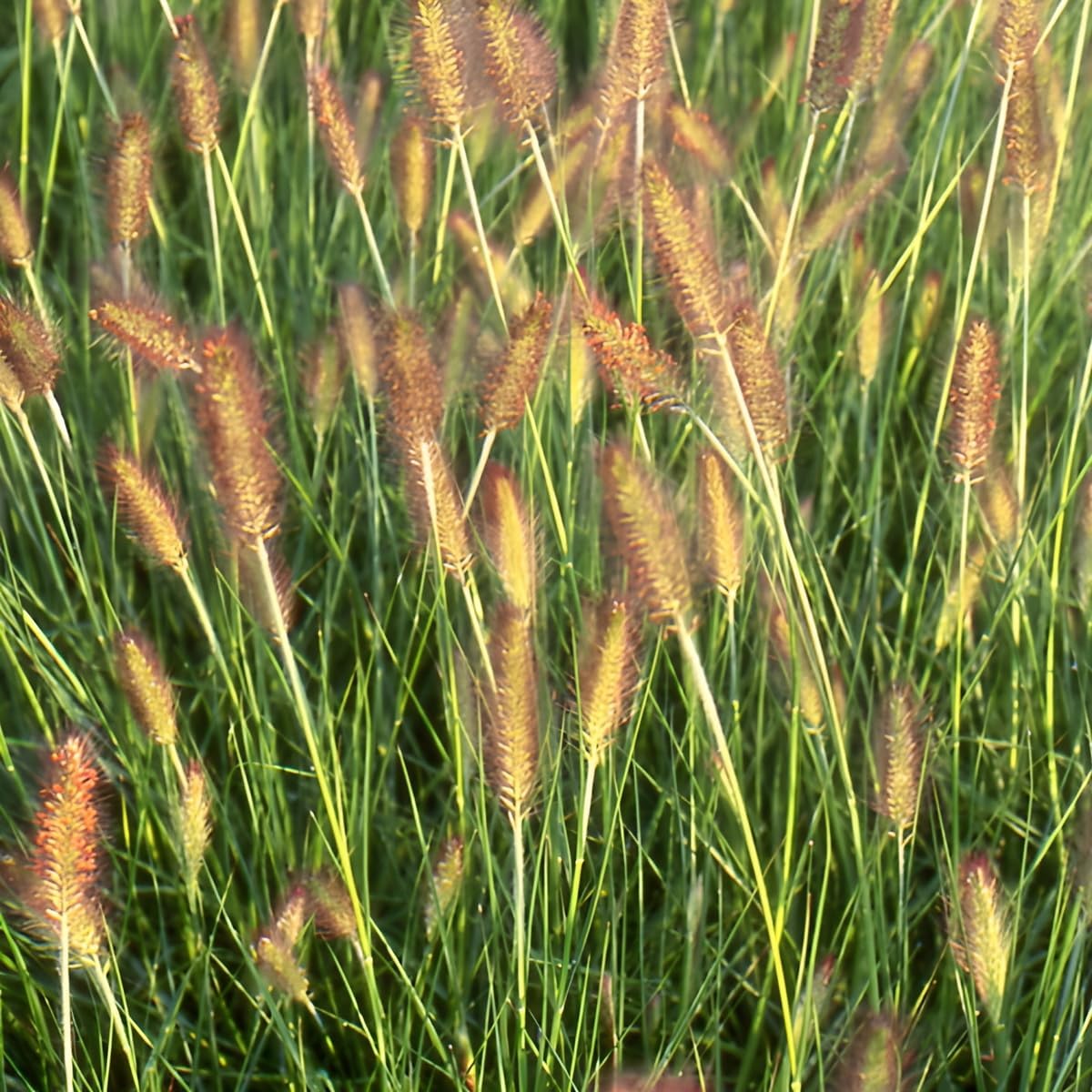 Pennisetum alopecuroides 'Weserbergland' / Lampenputzergras