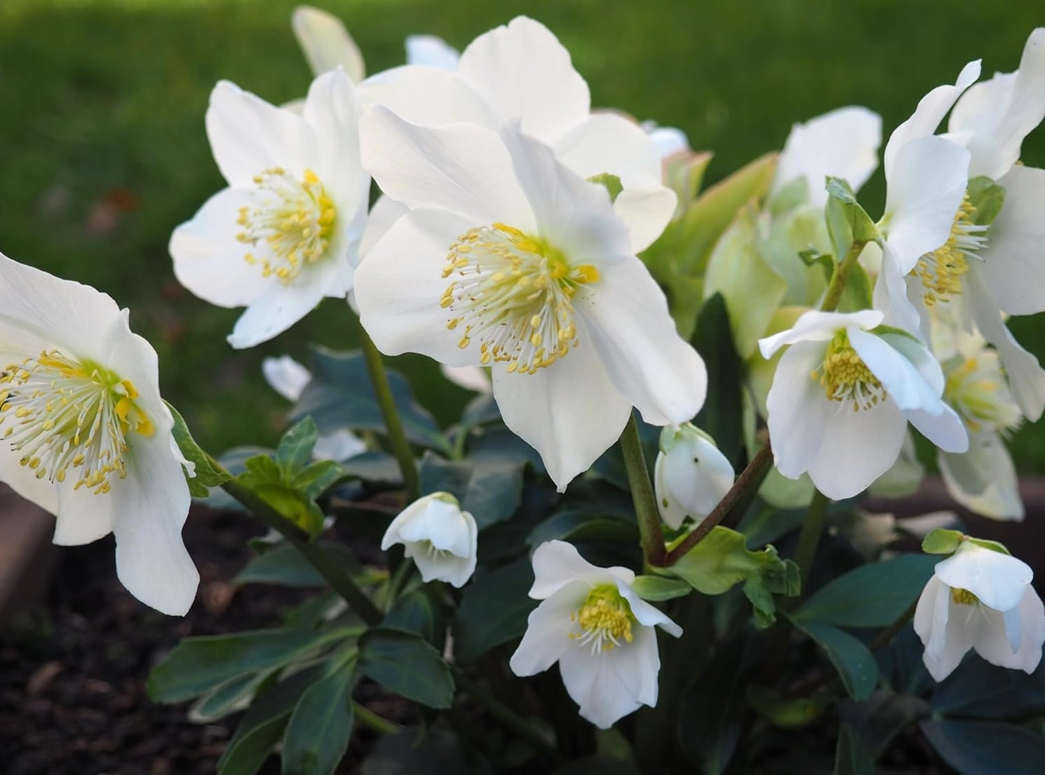 Helleborus niger 'Advent Star' / Christrose