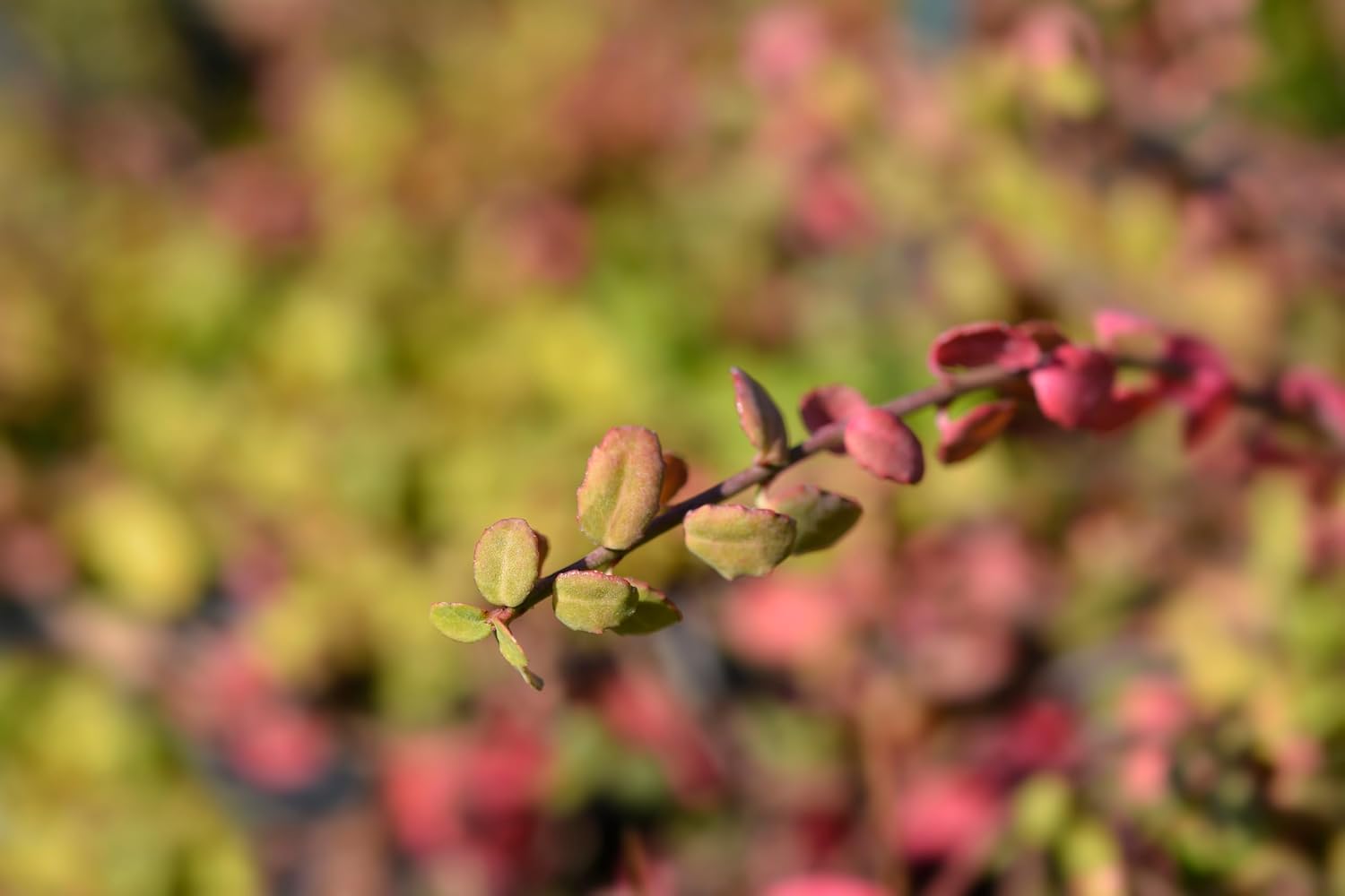 Euonymus fortunei ’Minimus‘ / Kleinblättrige Teppichspindel