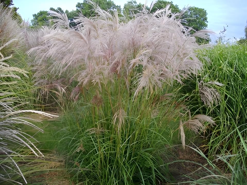 Miscanthus sinensis 'Verneigung' / Weißes Chinaschilf