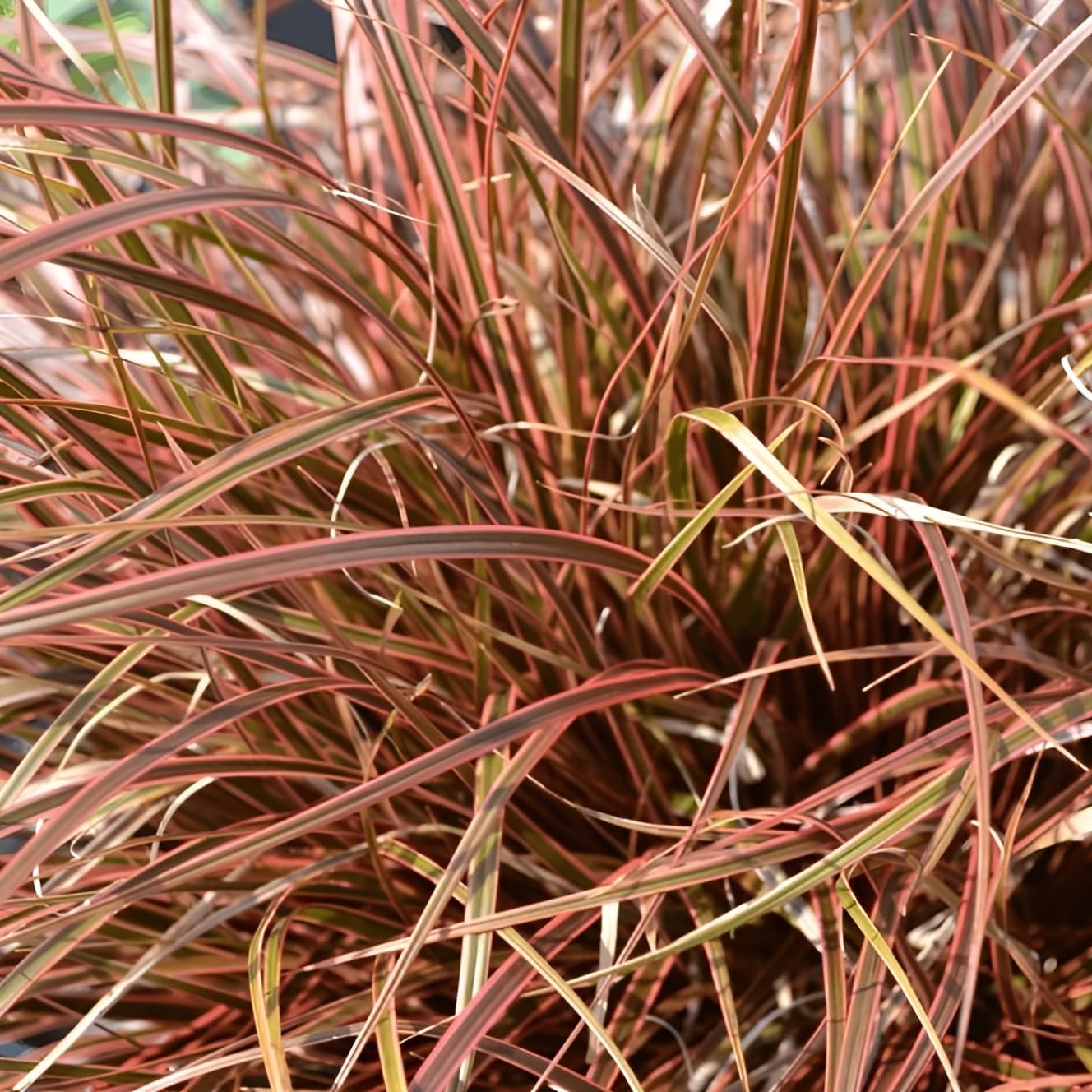 Uncinia rubra 'Everflame' / Mahagoni Gras