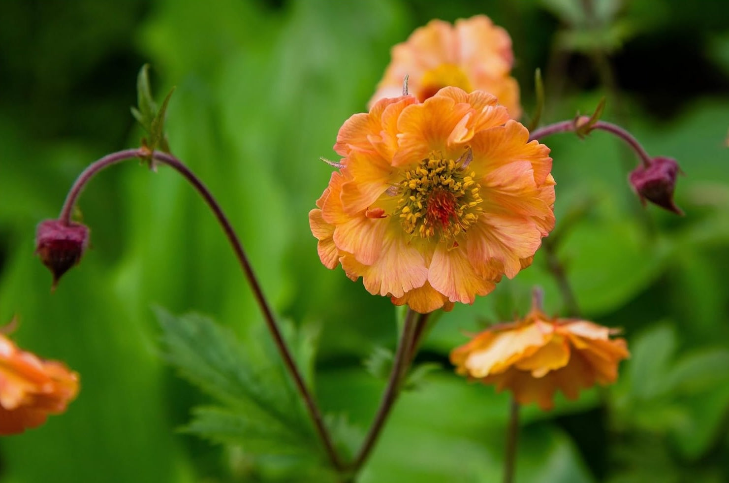 Geum chiloense 'Totally Tangerine' / Oranger Chilenische Nelkenwurz