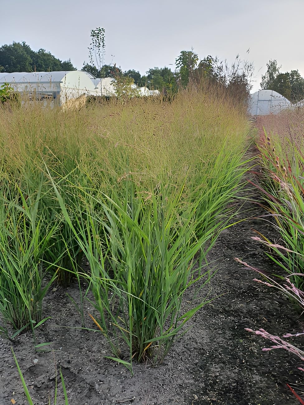 Panicum virgatum 'JS Buffalo Green' / Rutenhirse