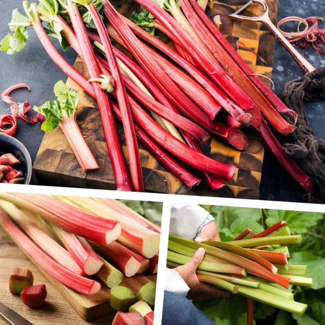 3 x Rheum rhabarbarum / 3 Sorten (Rhabarber)