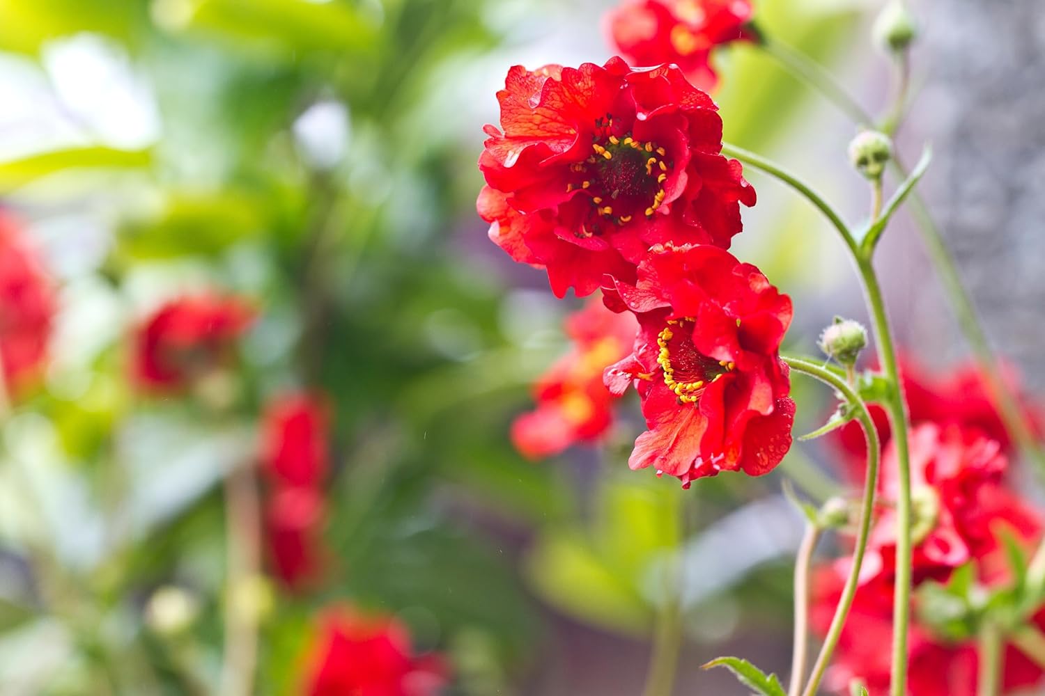 Geum chiloense 'Mrs Bradshaw' / Roter Chilenische Nelkenwurz