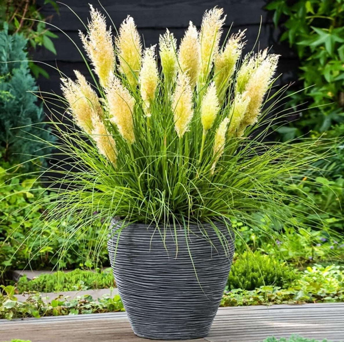 Cortaderia selloana 'Tiny Pampa' / Zwerg Pampasgras