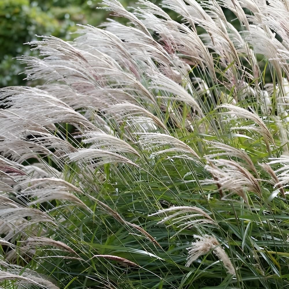 Miscanthus sinensis 'Nishidake' / Chinaschilf