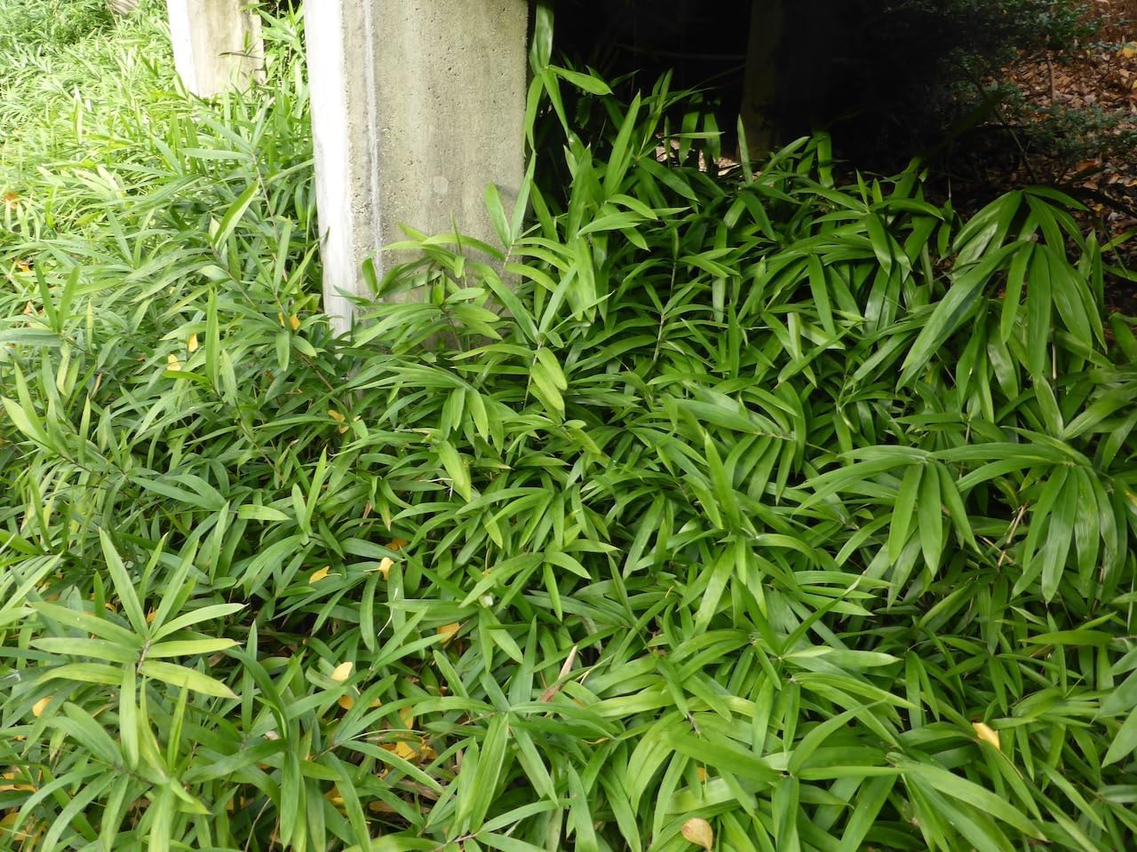 Pleioblastus pumilus / Zwerg-Bambus