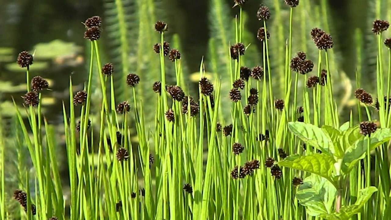 Juncus ensifolius / Zwerg Binse